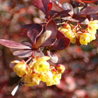 Kerttervezés, kerttervező kecskemét kép